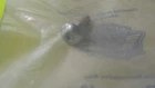 Small gray metal fastener (screw/bolt) inside a clear plastic bag on a pale surface.